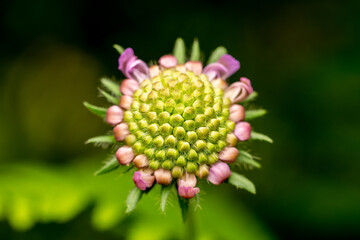 Nahaufnahme einer bl&uuml;henden Pflanze mit violetten Knospen