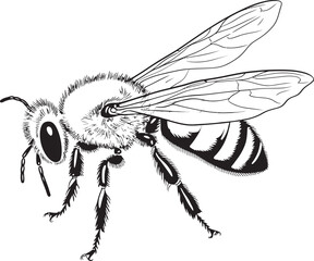 Graceful Bee Vector Icon Featuring Smooth Black Linework Elegant Bee Illustration with Artistic Black Vector Design