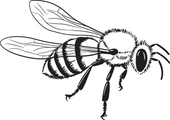 Elegant Bee Vector Drawing with Sophisticated Black Lines Beautiful Bee Illustration Featuring Delicate Black Vector Lines