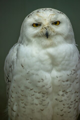 Obraz premium Snowy owl perched majestically, showcasing striking yellow eyes and white feathers in a serene indoor setting