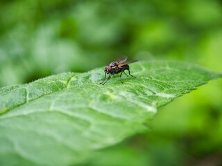 Close-up view of a fly resting on a green leaf in a natural habitat during daylight