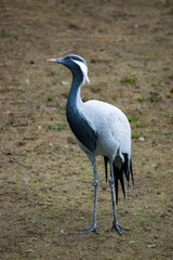 Majestic crane standing gracefully on the ground in its natural habitat during daylight
