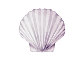 Seashell watercolor illustration