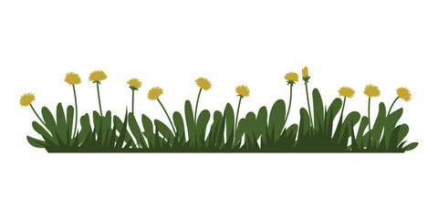 Summer or Spring Green Grass isolated on white background. Long format. Yellow dandelions. Vector illustration