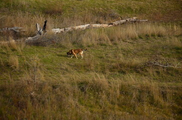 A dog is walking in a field