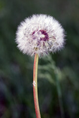 Dandelion flower close-up macro shot