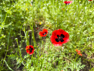 Bright poppy flowers against the blue sky. Field of wild poppies on a sunny spring day. Floral banner. Red poppy as a symbol of the memory of the victims of the war. High quality photo