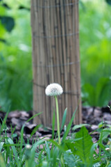 Dandelion flower close-up macro shot