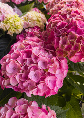 Obraz premium Vibrant pink hydrangeas showcasing the beauty of spring flowers in a lush garden during a sunny afternoon