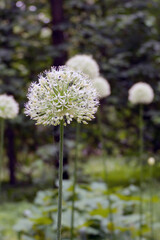 allium global Master