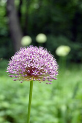 allium global Master