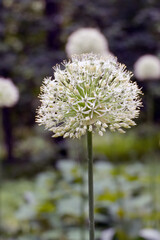 allium global Master