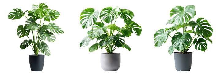 Set of various green monstera plants in a pot isolated on transparent background PNG