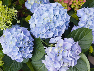Hydrangeas bloom in vibrant hues amidst lush green leaves during spring in a garden setting