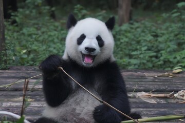 Fototapeta premium Giant panda enjoying a bamboo snack