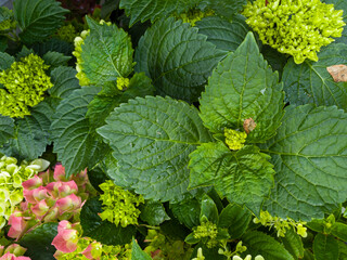 Vibrant green plants with blooming hydrangeas in a garden during springtime