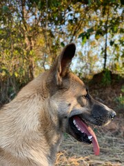 Dog in Sunlight | The Dog, Dog big
