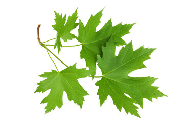 branch of silver maple leaf isolated on a white background. Top view. Flat lay