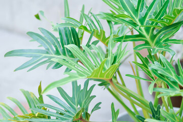 Philodendron Xanadu, Philodendron xanadu Croat or Mayo and J Boos