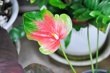 Fototapeta premium Anthurium andraeanum Lind, Flamingo Flower or Boy Flower or ARACEAE or bicolor plant or bicolor flower