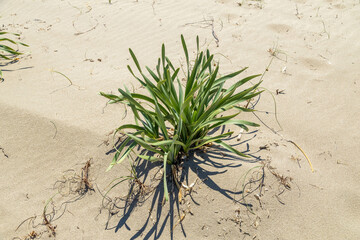 Close-up of a wild sea daffodil plant (Pancratium maritimum) without bloom, casting a shadow on the sandy dunes of Patara Beach. Spring, Antalya, Turkey, Mediterranean.
