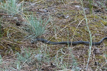 Obraz premium Grass Snake on the ground in a pine forest in the early spring