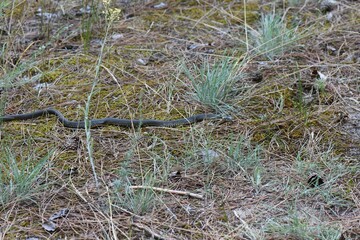 Grass Snake on the ground in a pine forest in the early spring