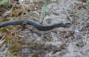 Grass Snake on the ground in a pine forest in the early spring