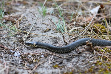 Grass Snake on the ground in a pine forest in the early spring