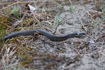 Grass Snake on the ground in a pine forest in the early spring