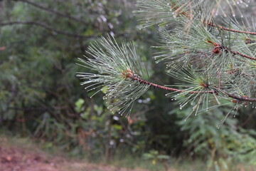 Pine branch with raindrops on a blurred background. Close-up