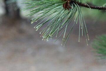 Pine branch with raindrops on a blurred background. Close-up