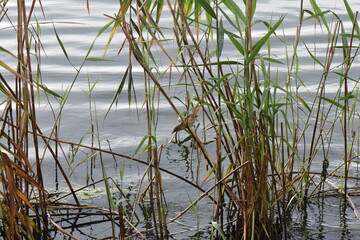 A small bird Eurasian wren sits on a reed in the water of a lake, bird hunting on fish
