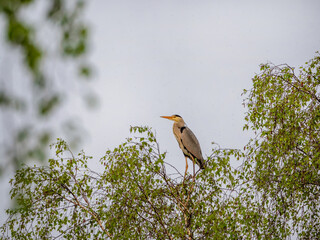 Grey heron sits high on a birch tree at sunset