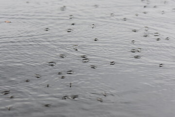 Flock of water striders swimming in the lake under the rain. Selective focus
