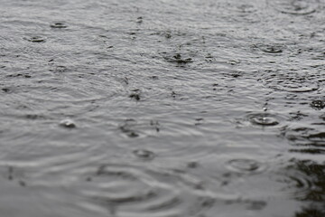 Flock of water striders swimming in the lake under the rain. Selective focus