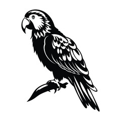 Fototapeta premium Parrot black color on isolated white background