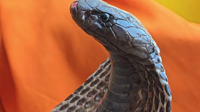 Indian Black King Cobra PNG Isolated on White Background