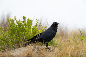 Raven Perched on the Ground Near Green Shrubs in the Wilderness