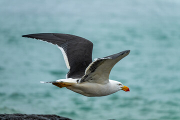 Pacific Gull Flying Over the Ocean with Outstretched Wings