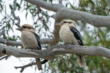 Pair of Kookaburras Sitting on a Tree Branch in the Australian Forest