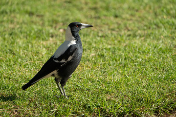 Australian Magpie Standing on Green Grass Lawn