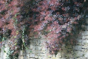 red Smoke tree