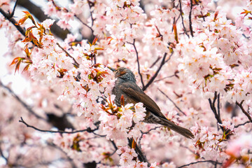 Bulbul bird perched and sipping nectar on cherry blossom or sakura tree blooming during springtime