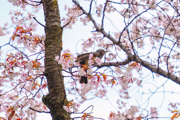 Bulbul bird perched and sipping nectar on cherry blossom or sakura tree blooming during springtime
