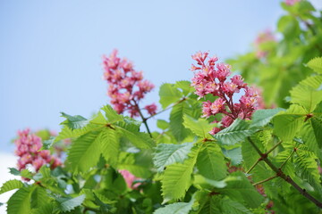 ベニバナトチノキと青空