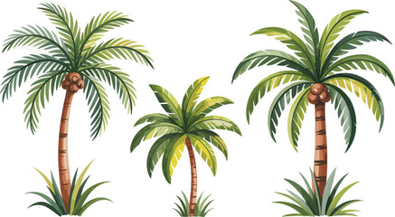 Tropical Palm Trees with Coconuts on White Background; Exotic Summer Island Nature Illustration; Jungle Beach Flora; Green Leaves Vector Art for Travel and Vacation Design