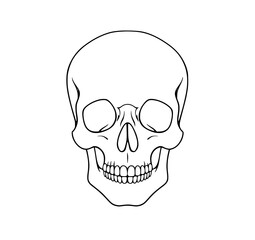 Human Skull Line Art: A stark monochrome illustration of a human skull, showcasing its anatomical details in a simple yet striking line art style.