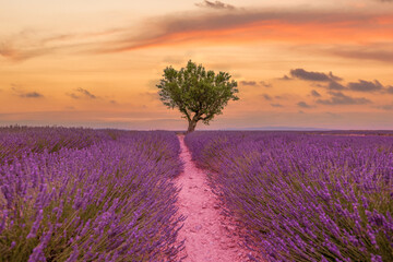 Wonderful nature landscape, amazing sunset scenery with blooming lavender flowers. Moody sky, pastel colors on bright landscape view. Floral panoramic meadow nature in lines with trees and horizon