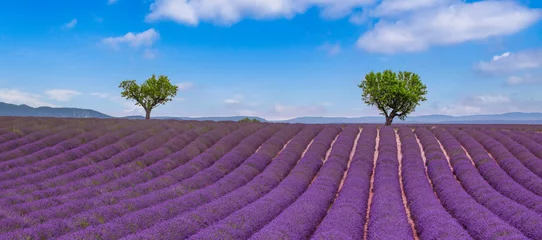 Fototapete Rund Majestic scenic sunny lavender field Provence lonely tree happy blue sky. Stunning travel landscape vibrant purple bloom flowers. Peaceful countryside panorama. Tranquil nature lovers summer vacations © icemanphotos